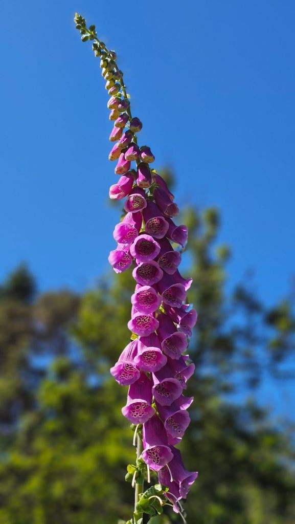 Purple Flower Close Up