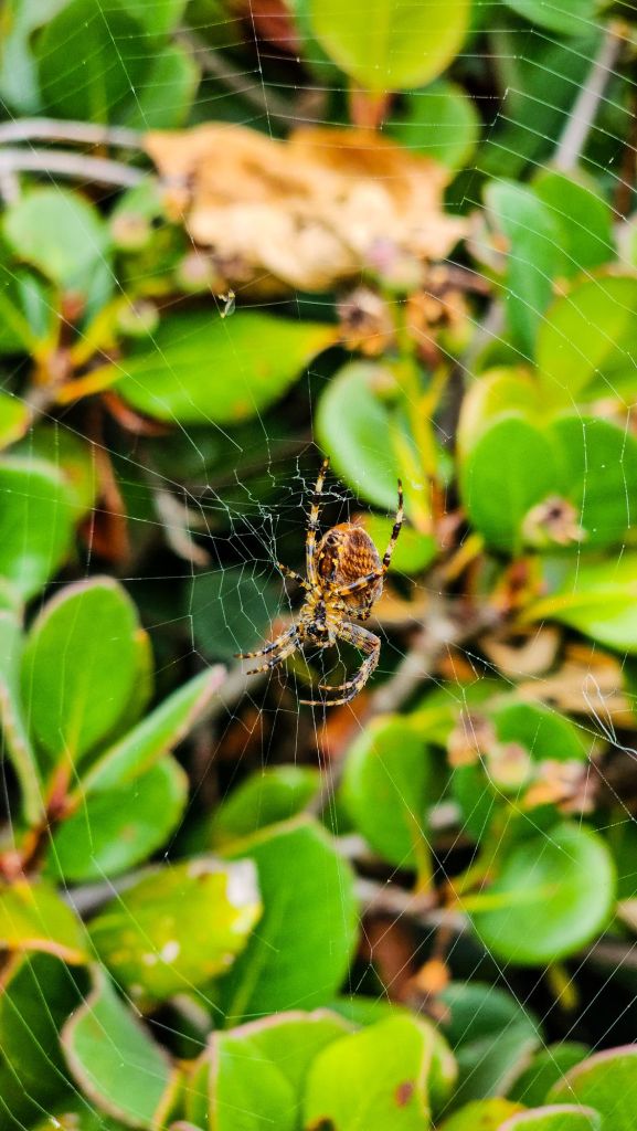 Cross Orb Weaver Spider In The Bushes In Seattle