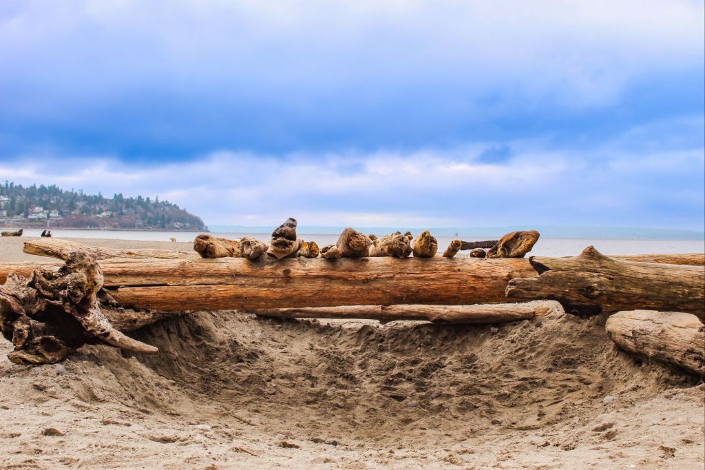 Driftwood Fortress On A Beach In The Pacific Northwest