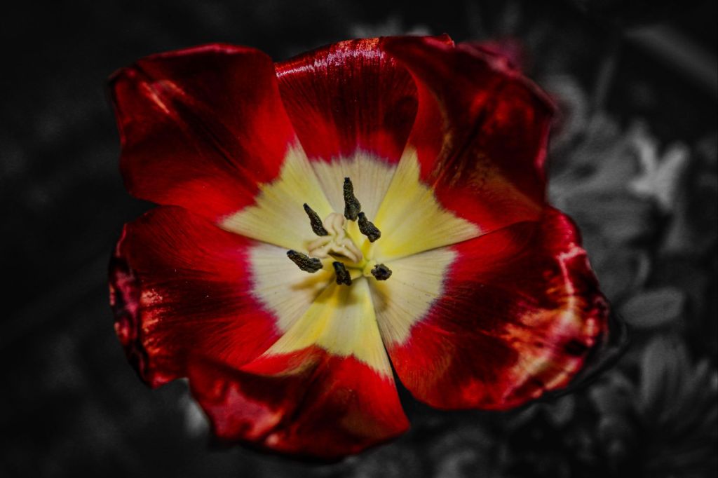 Red And Yellow Flower Close Up