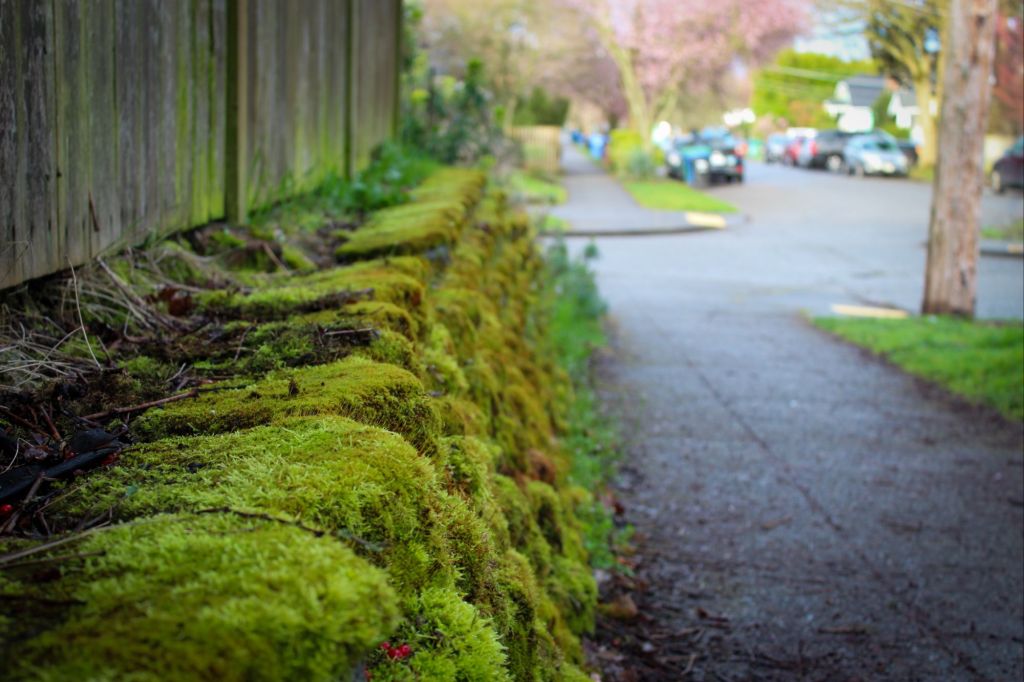 Peat Moss Growing On Concrete Close Up