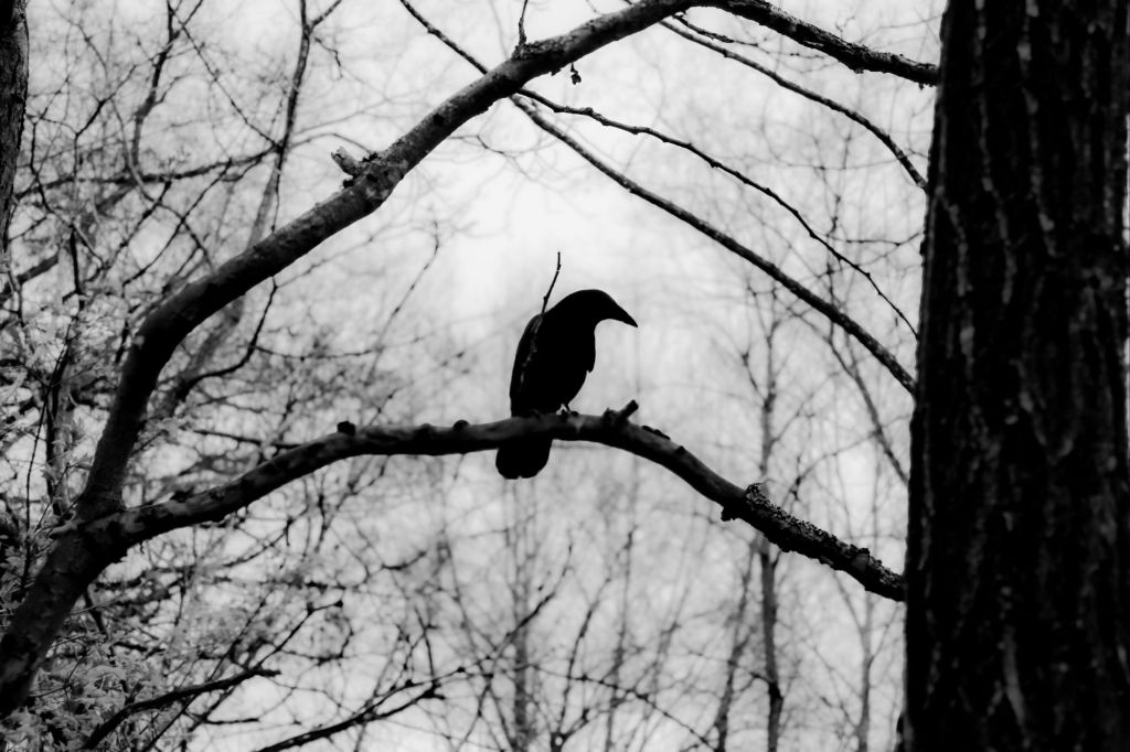Crow Sitting In A Tree Black And White Photograph