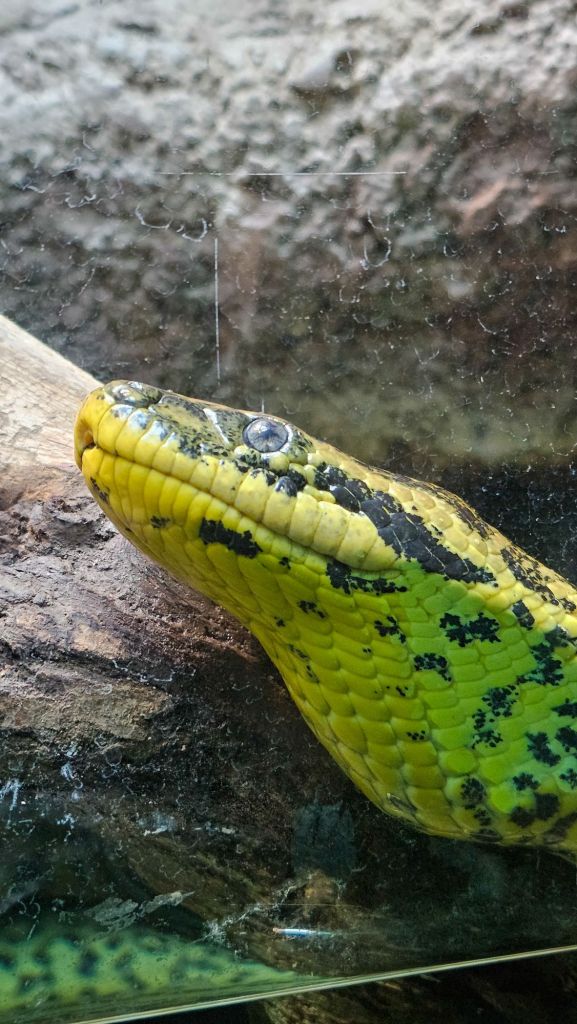 Yellow Anaconda Close Up
