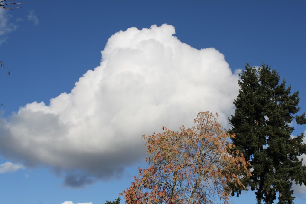 White Puffy Cloud With Fall Foliage Trees