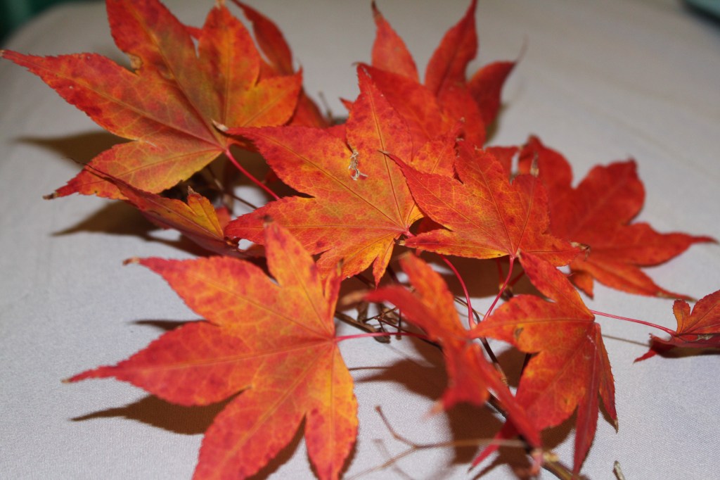 Orange Autumn Leaves With A Light Background And Shadows