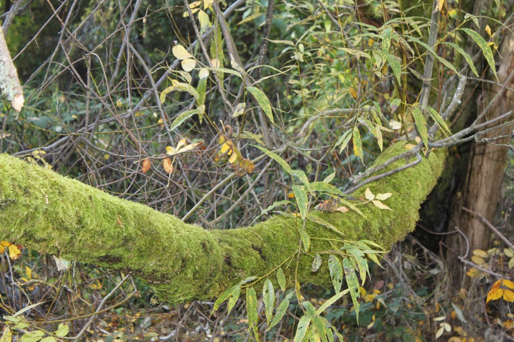Moss Growing On A Tree Branch In The PNW