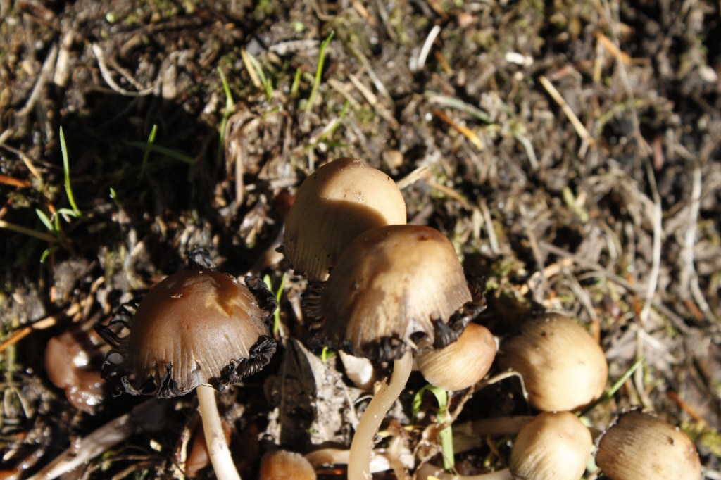 Rotten Mushrooms Up Close
